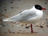 Mediterranean Gull at Westcliff Seafront (Steve Arlow) (80514 bytes)